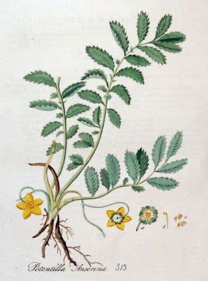 Argentina,
silverweed Argentina,
silverweed
