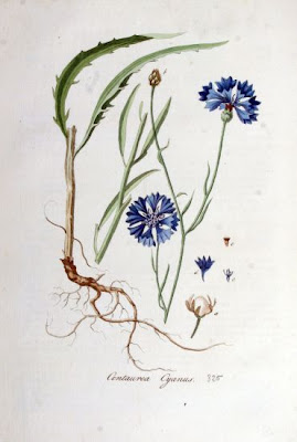 Bleuet Bleuet