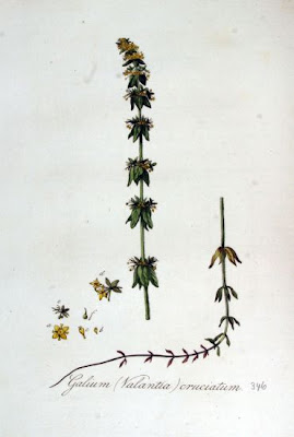 Valantia coruciatum