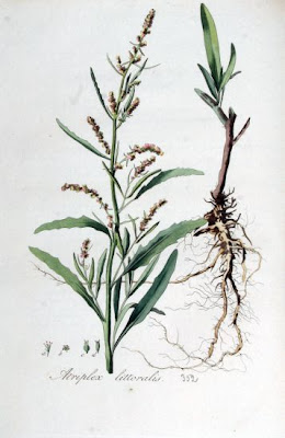 Atriplex littoralis L.
