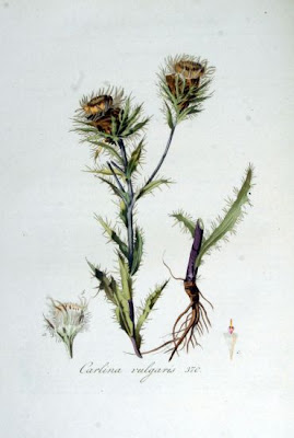 Carlina vulgaris L.