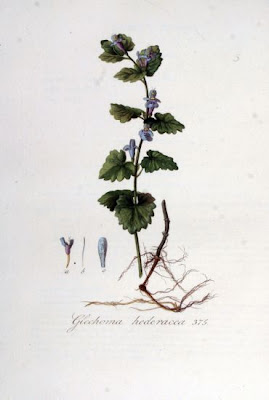 Glechoma hederacea L.