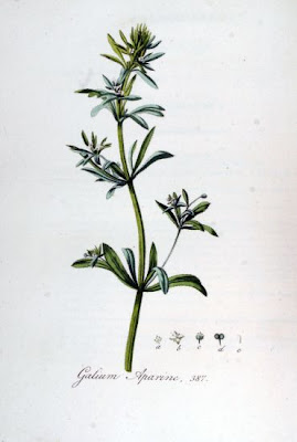 Goose-grass