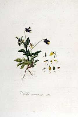 Field pansy