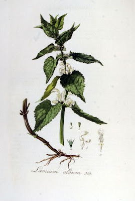 White-nettle White-nettle