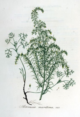 Wormseed
