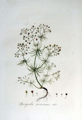 Esparcilla