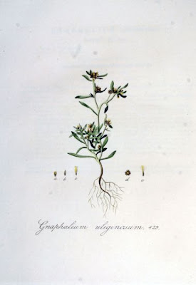 Low cudweed