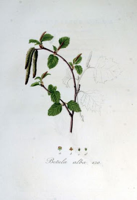 Downy birch Downy birch