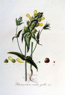 Yellow Rattle Yellow Rattle
