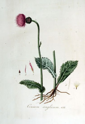 Cirsium dissectum,
Meadow Thistle