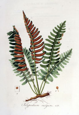 Wall fern Wall fern