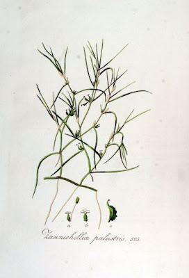 Zannichellia palustris,
horned pondweed,
horned poolmat,
horned-pondweed,
Teichfaden,
Zannichellia,
Zannichellie des marais