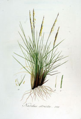Nardus stricta,
Cervino,
matgrass,
Moor Mat Grass,
moor matgrass,
nard grass