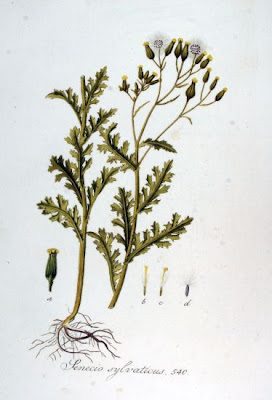Wood groundsel