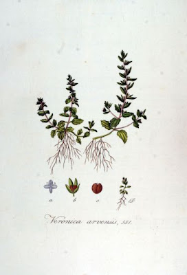 Common speedwell Common speedwell