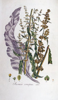 Acedera crispada Acedera crispada
