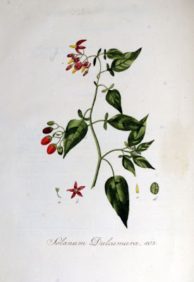 Climbing nightshade Climbing nightshade