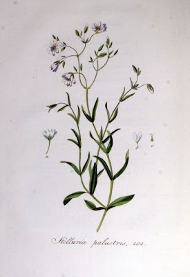 Centocchio delle paludi Centocchio delle paludi