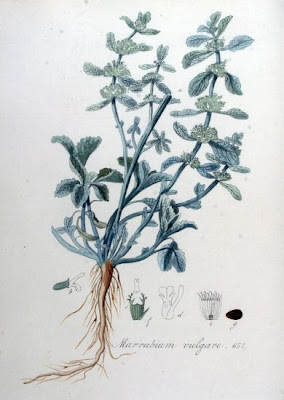 Marrubium vulgare L.
