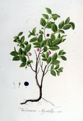Vaccinium myrtillus,
aojiku-sunoki,
bilberry,
blaeberry,
dwarf bilberry,
Heidelbeere,
hime-usunoki,
Mirtillo nero,
mirtilo,
myrtille,
myrtle blueberry,
myrtle whortleberry,
uva-do-monte,
whinberry,
whortleberry,
Wineberry