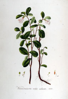 Vaccinium vitis-idaea,
alpine cranberry,
cowberry,
foxberry,
kokemomo,
lingberry,
lingen,
lingenberry,
lingon,
lingonberry,
Mirtillo rosso,
mountain cranberry,
northern mountain cranberry,
Preiselbeere,
Red Whortleberry