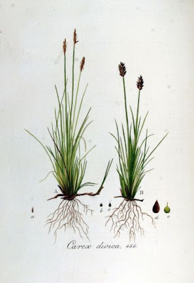 Dioecious Sedge Dioecious Sedge
