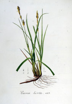Carex hirta L.