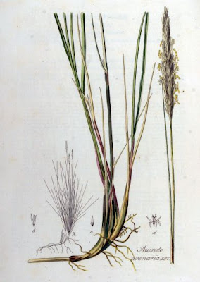 Arundo arenaria