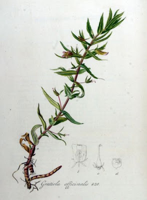 Gratiola,
hedge hyssop,
Hedge Nettle,
hedgehyssop