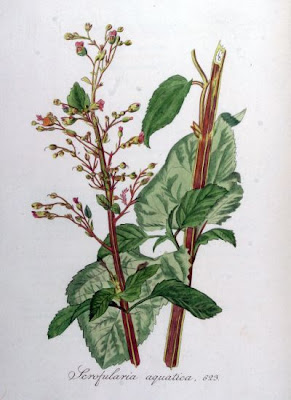 Water figwort