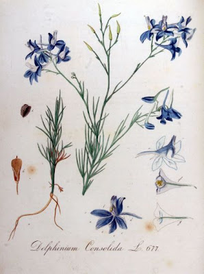 Field larkspur