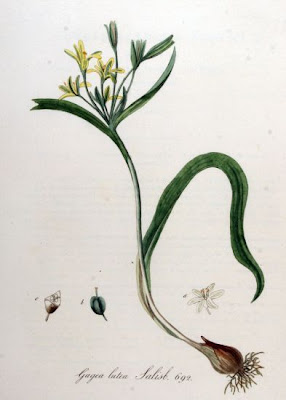 Gagea lutea,
Cipollaccio stellato