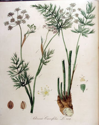 Little-leaf angelica Little-leaf angelica
