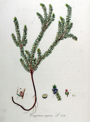 Black crowberry Black crowberry