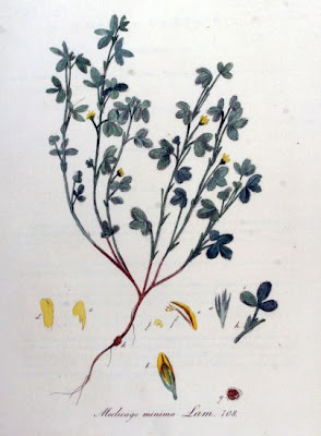 Burr medick