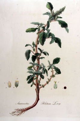 Guernsey Pigweed