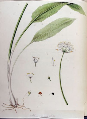 Gypsy onion