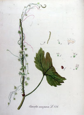 Cuscuta europea Cuscuta europea
