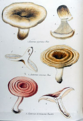 Lactarius zonarius