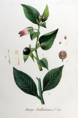 Belladonna Belladonna