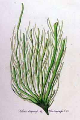 Ulva compressa