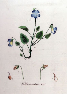 Dog violet Dog violet
