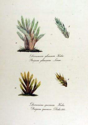 Dicranum moss Dicranum moss