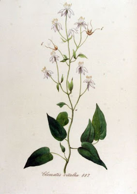 Clematis vitalba L.
