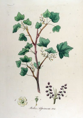 Alpine currant Alpine currant
