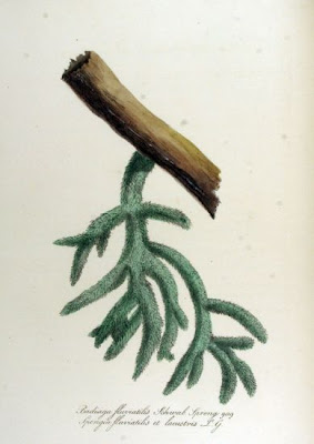 Badiaga fluviatilis