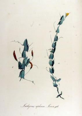 Ranken-Platterbse