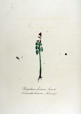 Botrychium lunaria,
Botrichio,
common moonwort,
moonwort,
Moonwort Fern,
moonwort grapefern