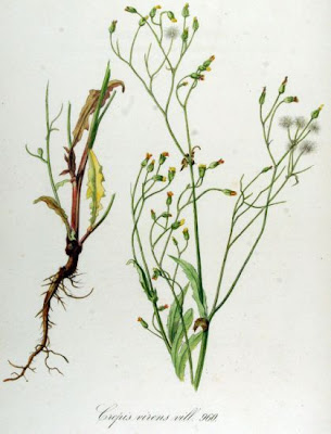Crépis capillaire Crépis capillaire
